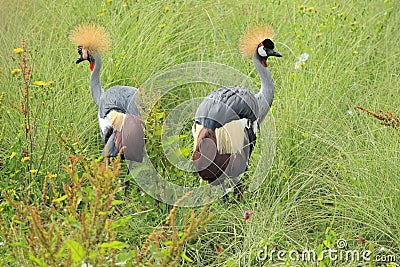 Grey crowned crane Stock Photo