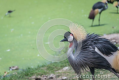 A beautiful grey crowned crane. Stock Photo