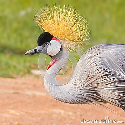 Grey Crowned Crane Portrait Stock Photo