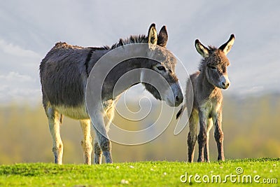 Cute baby donkey and mother on floral meadow Stock Photo