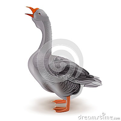 Grey domestic goose Vector Illustration