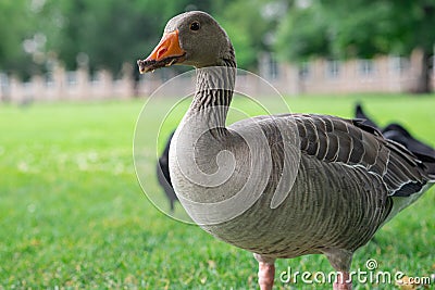 Grey domestic goose portrait. Close up image of goose's head, eyes and beak, neck. Gooses head in water droplets image Stock Photo