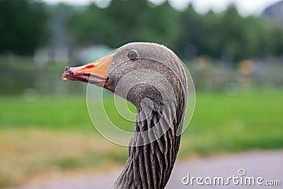 Grey domestic goose portrait. Close up image of goose's head, eyes and beak, neck. Gooses head in water droplets image Stock Photo