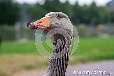 Grey domestic goose portrait. Close up image of goose's head, eyes and beak, neck. Stock Photo