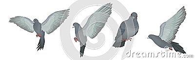 Grey Domestic Pigeon or Dove as Feathered Bird Vector Set Vector Illustration
