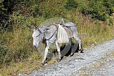 Grey donkey carrying a bag Stock Photo