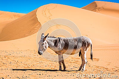 Grey donkey standing in desert with sand dunes in background Stock Photo