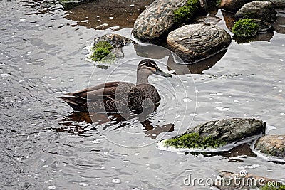 Grey Duck near lake Matheson, New Zealand Stock Photo