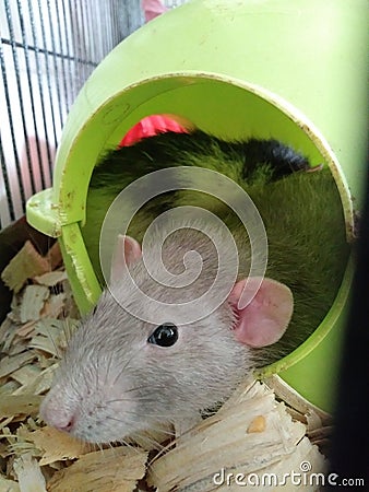 Grey dumbo rat up close picture Stock Photo