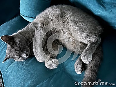 Grey feline sleeping on a blue sofa in a comfortable home setting Stock Photo