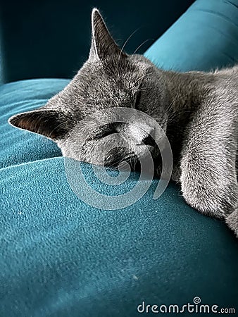 Grey feline sleeping on a blue sofa in a comfortable home setting Stock Photo