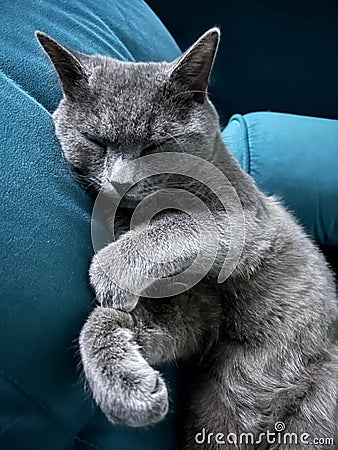 Grey feline sleeping on a blue sofa in a comfortable home setting Stock Photo