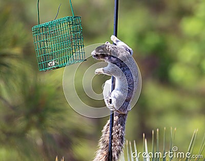 A grey fox squirrel looks for something to eat Stock Photo