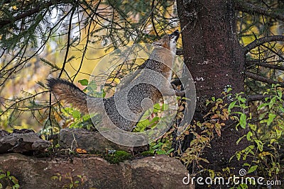 Grey Fox Urocyon cinereoargenteus Looks Up Side of Tree Autumn Stock Photo