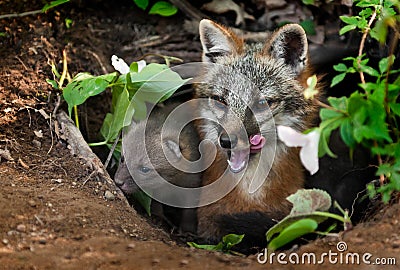 Grey Fox Vixen & Kit (Urocyon cinereoargenteus) in Den - Yawn Stock Photo