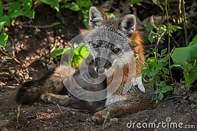 Grey Fox Vixen & Kit (Urocyon cinereoargenteus) Snuggle in Den Stock Photo