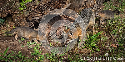 Grey Fox Vixen and Kits Urocyon cinereoargenteus Examine Log Stock Photo