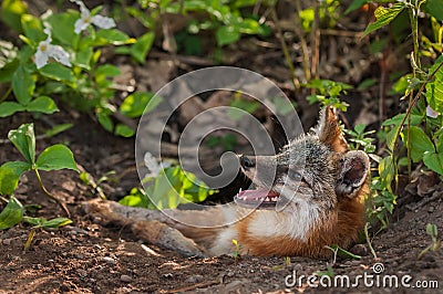 Grey Fox Vixen Urocyon cinereoargenteus With Mosquito on Nose Stock Photo