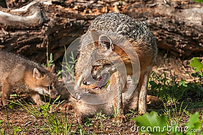 Grey Fox Vixen (Urocyon cinereoargenteus) with Two Kits Stock Photo