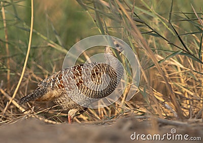 Grey francolin behind the grasses at Khamis, Bahrain Stock Photo