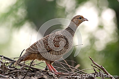 Grey francolin Stock Photo