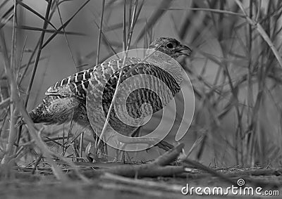 Grey francolin at Khamis, Bahrain Stock Photo