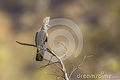Grey go-away bird in Kruger National park, South Africa Stock Photo