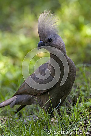 Grey Go Away Bird - Grey Lourie - Botswana - Africa Stock Photo
