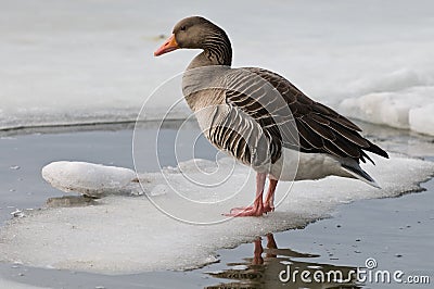 Grey goose Stock Photo