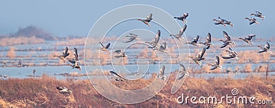 grey goose flying scene Stock Photo