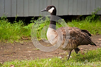 Grey goose Stock Photo