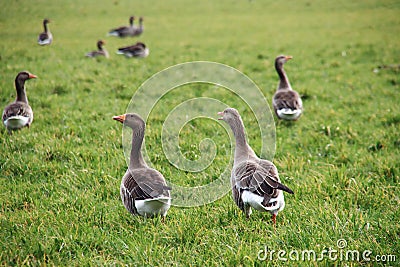 Grey gooses are in a green meadow in Bleiswijk Stock Photo