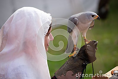 Grey Goshawk Closeup Editorial Stock Photo