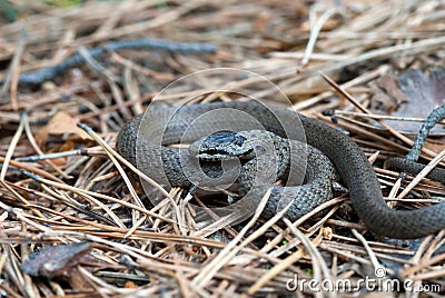 Grey Grass-snake Stock Photo