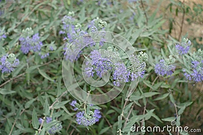 Grey green leaves and violet flowers of Caryopteris clandonensis Stock Photo