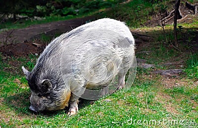 Grey hairy big pig on green grass Stock Photo