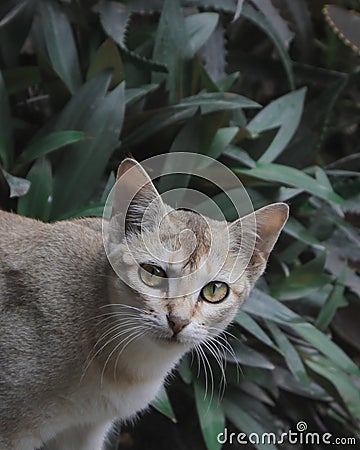 Grey cat with green eyes closeup Stock Photo