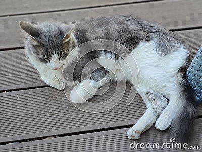 A Grey hairy cat sleeping on the floor Stock Photo