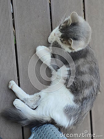 A Grey hairy cat sleeping on the floor Stock Photo