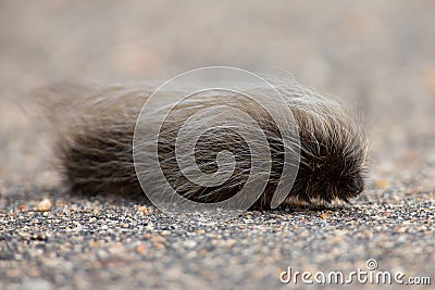 Grey hairy worm slowly crawling over tar road Stock Photo