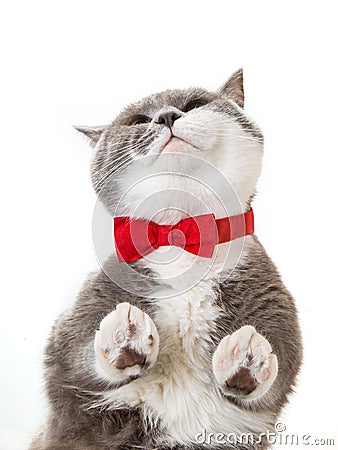 Grey happy cat in red bow tie on white background, view from below Stock Photo