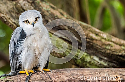 grey hawk Stock Photo