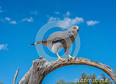 Grey Hawk Perched on Branch with blue sky and clouds Stock Photo
