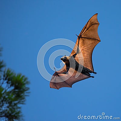 Grey Headed Flying Fox at Dawn Stock Photo