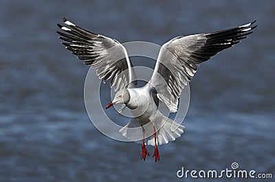 Grey-headed gull Stock Photo