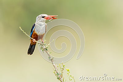 Grey-headed Kingfisher With Grasshopper Stock Photo