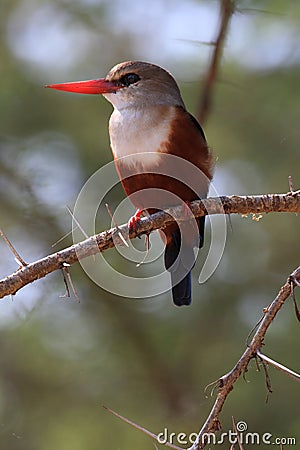 Grey-headed kingfisher (halcyon leucocephala) Stock Photo