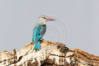Grey headed kingfisher looking to his side Stock Photo