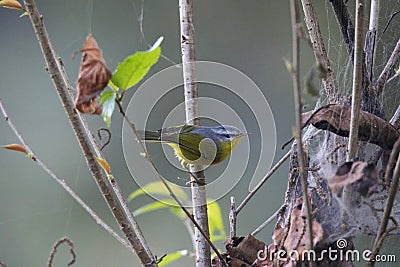 Grey, headed Warbler, Basileuterus griseiceps, Gangtok, Sikkim Stock Photo
