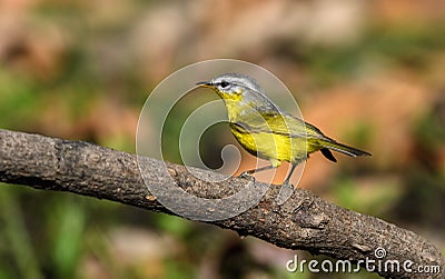 Grey headed warbler Stock Photo